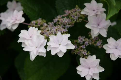 額紫陽花2